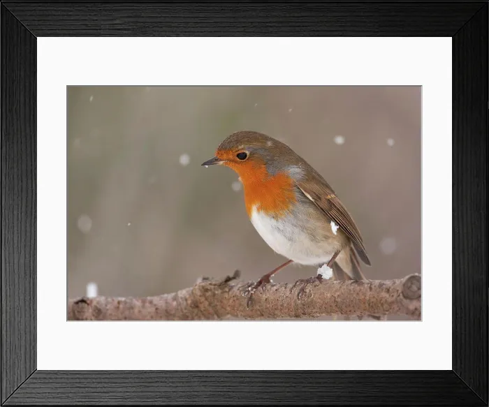 Framed Print : European Robin (Erithacus rubecula) adult, perched on branch during snowfall, England, winter Framed Print : European Robin (Erithacus rubecula) adult, perched on branch during snowfall, England, winter