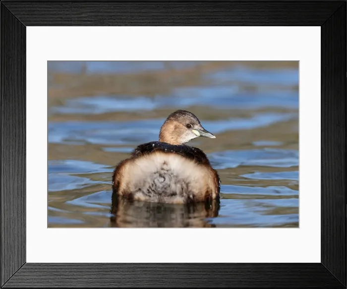 Framed Print : Little Grebe in a park in Paris, Ile de France, France Framed Print : Little Grebe in a park in Paris, Ile de France, France
