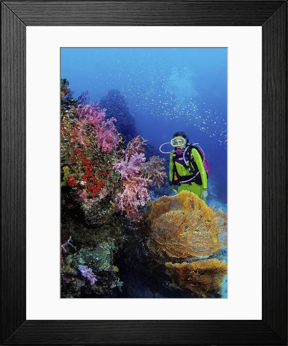 Framed Print : Thailand, A diver looks on as thousands of schooling cardinalfish Rhabdamia cypselura hover over this soft coral