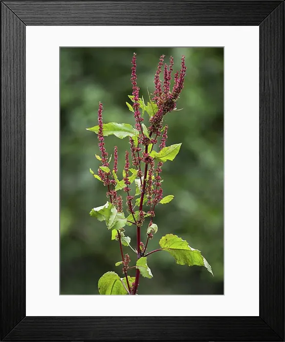 Framed Print : Broad-leaved dock (Rumex obtusifolius), bitter dock, bluntleaf dock, dock leaf, butter dock