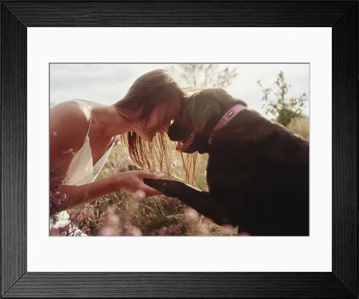 Framed Print : woman with her big brown labrador dog in field Framed Print : woman with her big brown labrador dog in field