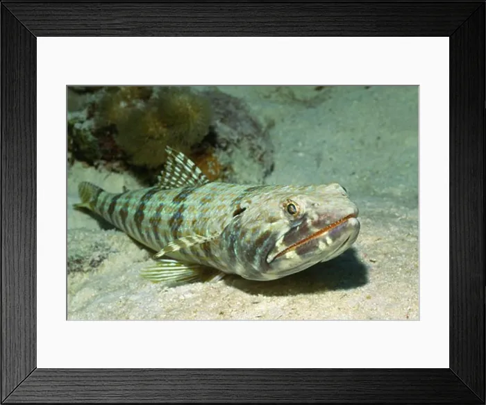 Framed Print : Sand Diver Synodus intermedius Bonaire Netherlands Antilles Framed Print : Sand Diver Synodus intermedius Bonaire Netherlands Antilles