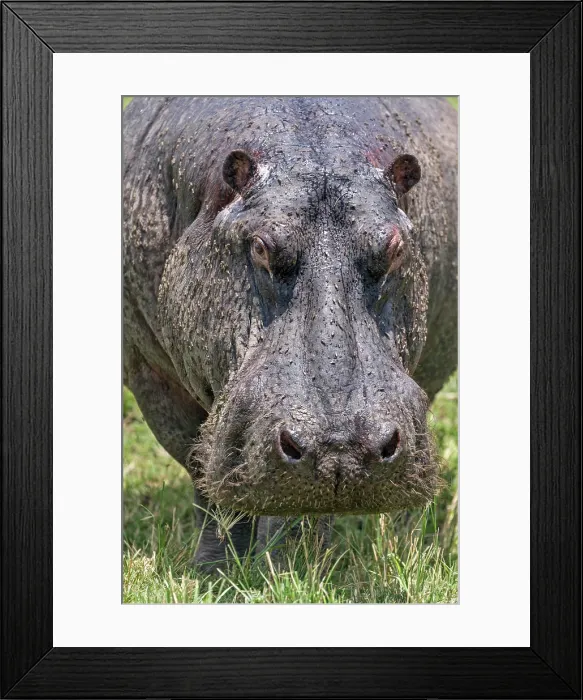 Framed Print : Kenya, Masai Mara, Narok County