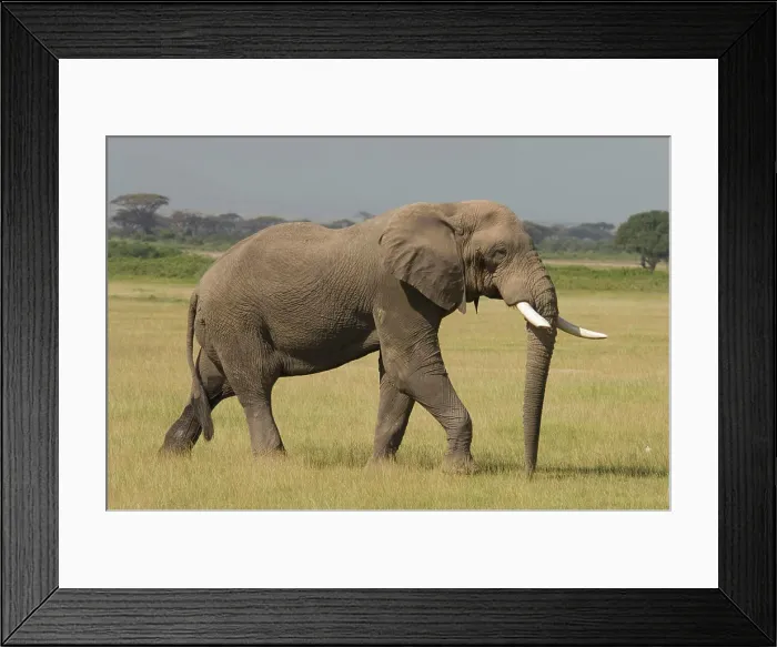 Framed Print : Bull African Elephant Walking In Plains Amboseli National Park Kenya Africa Framed Print : Bull African Elephant Walking In Plains Amboseli National Park Kenya Africa