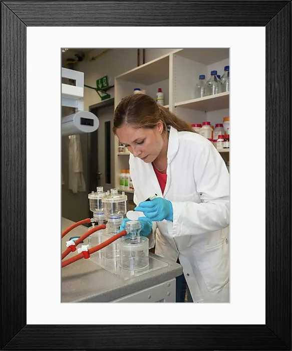 Framed Print : Scientist of biology at a laboratory filter unit in the genetic engineering section of the laboratories of Framed Print : Scientist of biology at a laboratory filter unit in the genetic engineering section of the laboratories of