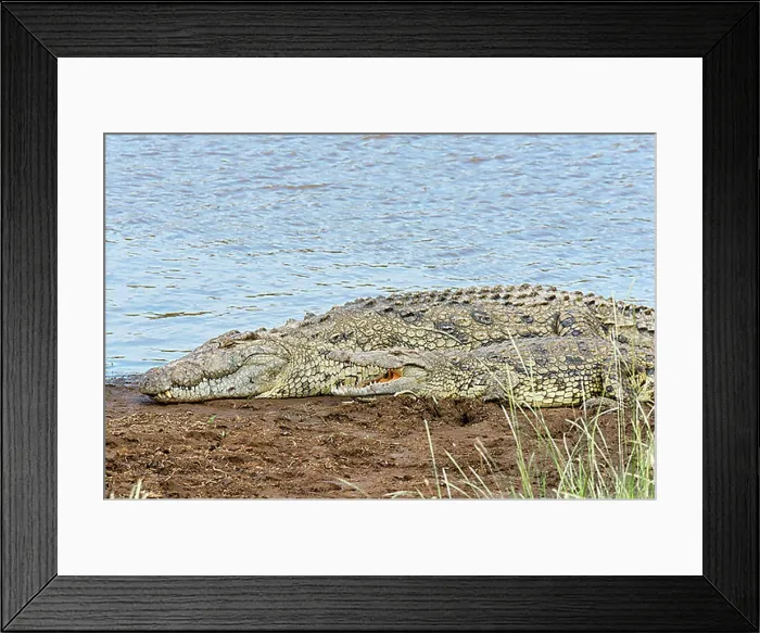 Framed Print : Nile crocodiles (Crocodylus niloticus), Maasai Mara National Reserve, Kenya, Africa Framed Print : Nile crocodiles (Crocodylus niloticus), Maasai Mara National Reserve, Kenya, Africa