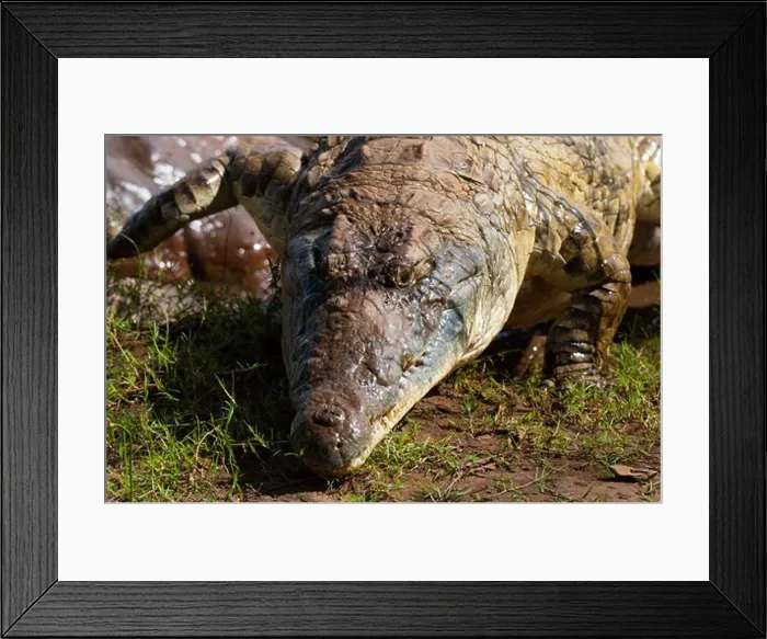 Framed Print : Close-up of Nile crocodile (Crocodylus niloticus), Tsavo East National Park, Kenya Framed Print : Close-up of Nile crocodile (Crocodylus niloticus), Tsavo East National Park, Kenya