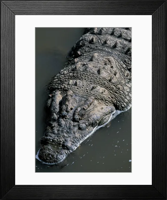 Framed Print : Kenya, Masai Mara Game Reserve, Nile Crocodile (Crocodylus niloticus) rests in shallows along Mara River Framed Print : Kenya, Masai Mara Game Reserve, Nile Crocodile (Crocodylus niloticus) rests in shallows along Mara River