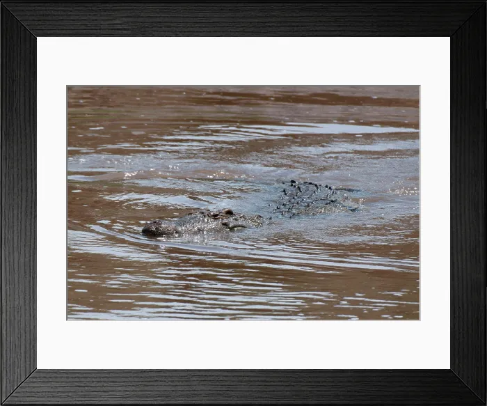 Framed Print : Africa, Kenya, Masai Mara, close up of Nile Crocodile (Crocodilus niloticus) in water Framed Print : Africa, Kenya, Masai Mara, close up of Nile Crocodile (Crocodilus niloticus) in water