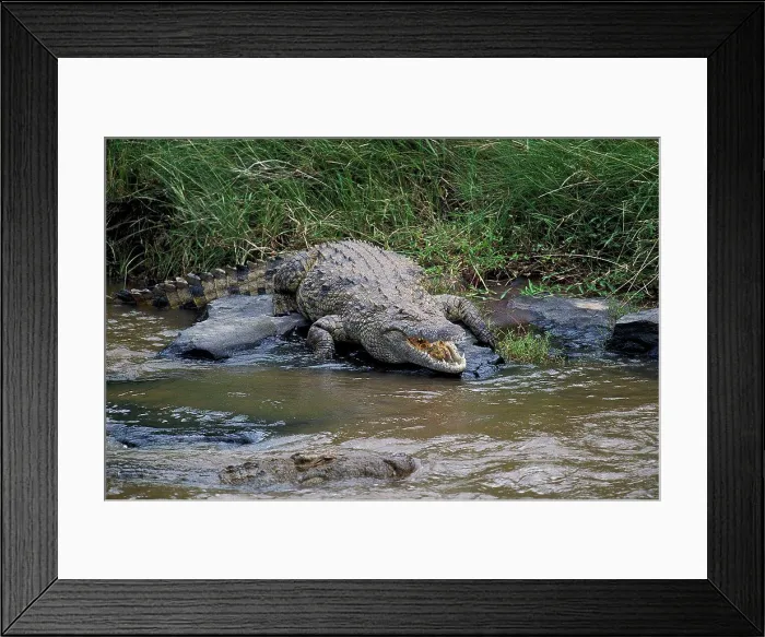 Framed Print : Nile Crocodile, crocodylus niloticus, standing near River, Masai Mara Park in Kenya Framed Print : Nile Crocodile, crocodylus niloticus, standing near River, Masai Mara Park in Kenya