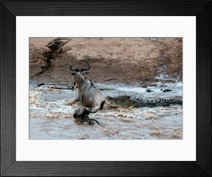 Framed Print : A Nile crocodile, Crocodylus niloticus Framed Print : A Nile crocodile, Crocodylus niloticus