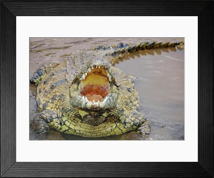Framed Print : Kenya, Masai Mara, Narok County Framed Print : Kenya, Masai Mara, Narok County