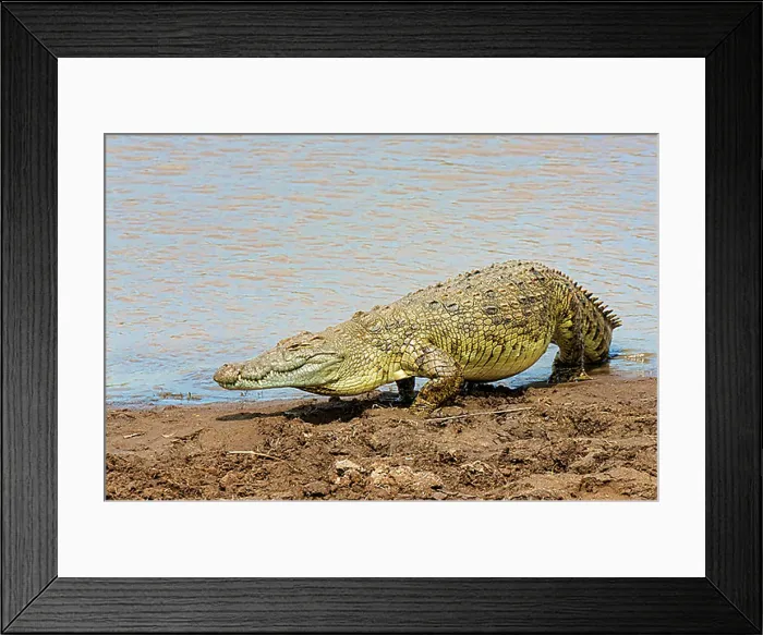 Framed Print : Nile crocodile (Crocodylus niloticus), Mara River, Masai Mara National Reserve, Kenya, East Africa, Africa Framed Print : Nile crocodile (Crocodylus niloticus), Mara River, Masai Mara National Reserve, Kenya, East Africa, Africa