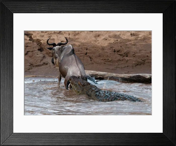 Framed Print : A Nile crocodile, Crocodylus niloticus Framed Print : A Nile crocodile, Crocodylus niloticus