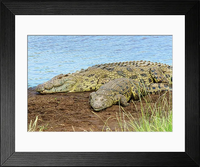 Framed Print : Nile crocodiles (Crocodylus niloticus), Mara River, Masai Mara National Reserve, Kenya, Africa Framed Print : Nile crocodiles (Crocodylus niloticus), Mara River, Masai Mara National Reserve, Kenya, Africa