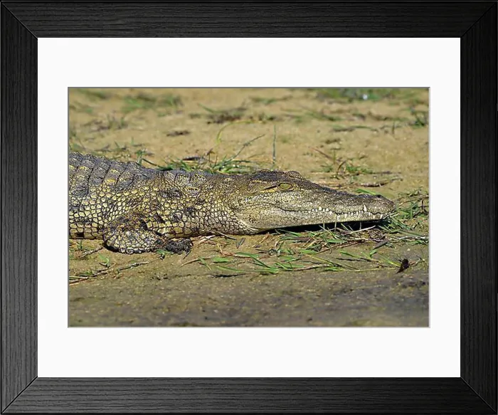 Framed Print : Nile crocodile (Crocodylus niloticus) lying on the shore, Gomoti Plains, Okavango Delta, Botswana, Africa Framed Print : Nile crocodile (Crocodylus niloticus) lying on the shore, Gomoti Plains, Okavango Delta, Botswana, Africa