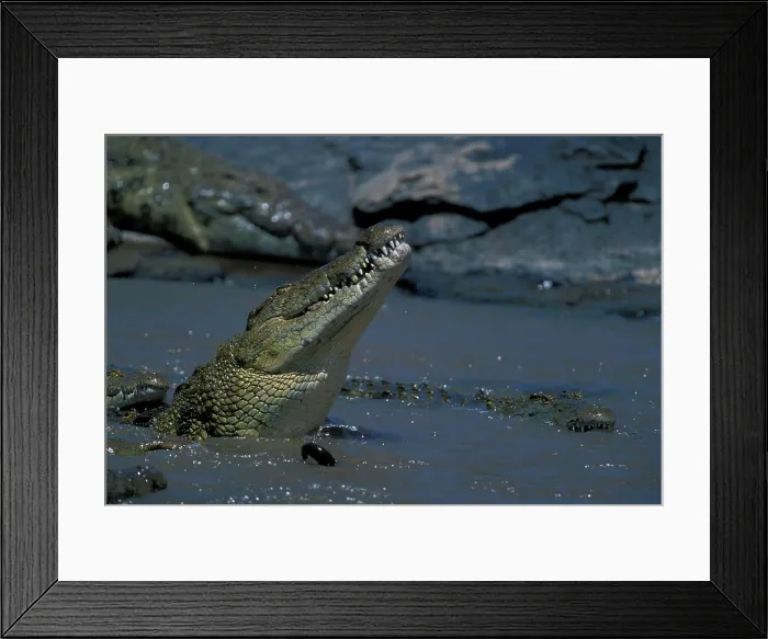Framed Print : Africa, Kenya, Masai Mara Game Reserve, Nile Crocodiles (Crocodylus niloticus) feeding on Wildebeest kill in Mara River Framed Print : Africa, Kenya, Masai Mara Game Reserve, Nile Crocodiles (Crocodylus niloticus) feeding on Wildebeest kill in Mara River