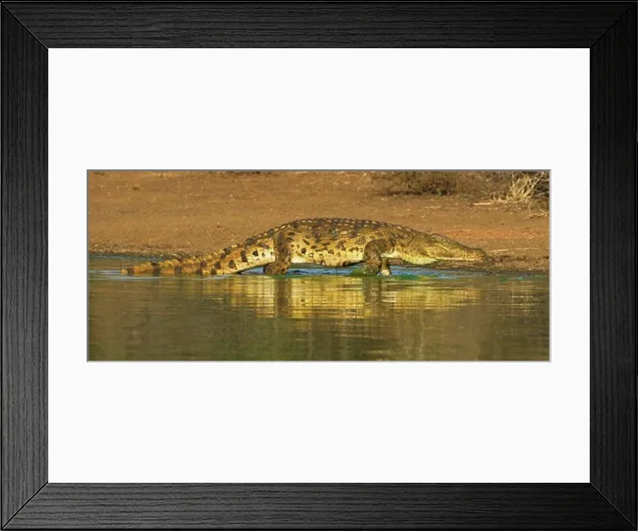 Framed Print : Nile Crocodile walking in water, Greater Kruger National Park, South Africa Framed Print : Nile Crocodile walking in water, Greater Kruger National Park, South Africa