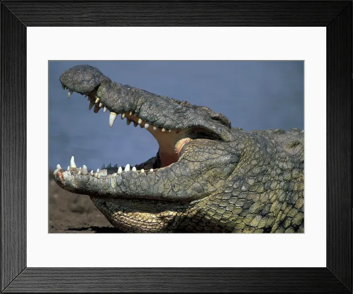 Framed Print : Africa, Kenya, Masai Mara Game Reserve, Nile Crocodile (Crocodylus niloticus) resting along banks of Mara River