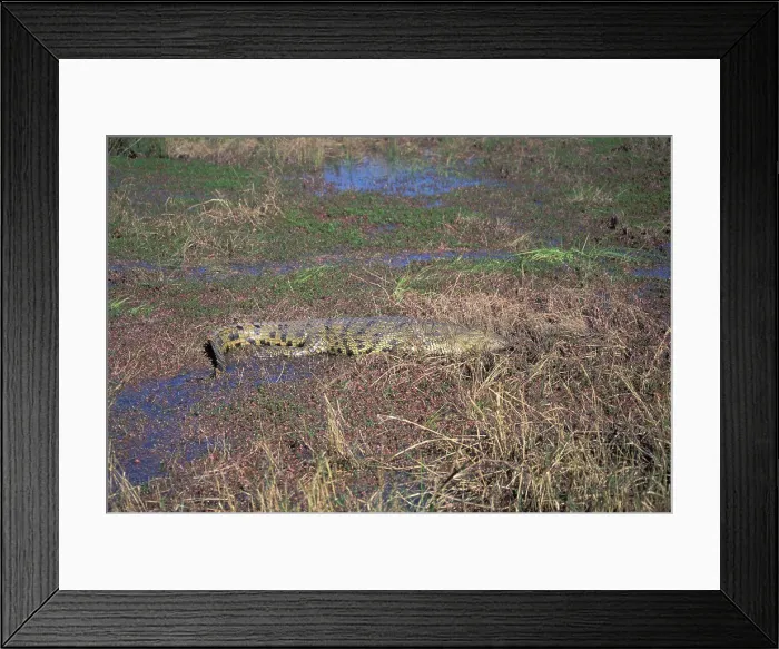 Framed Print : Africa. Botswana. Chobe National Park. Nile Crocodile Framed Print : Africa. Botswana. Chobe National Park. Nile Crocodile