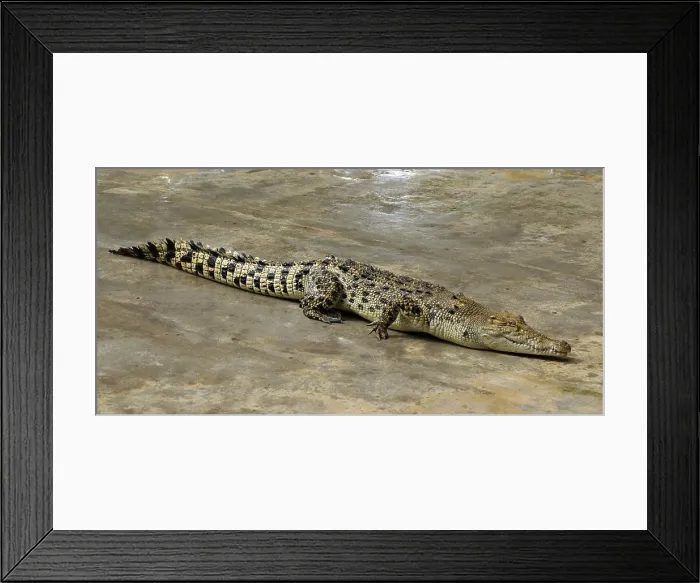 Framed Print : A huge crocodile with open mouth ready to bite prey Framed Print : A huge crocodile with open mouth ready to bite prey
