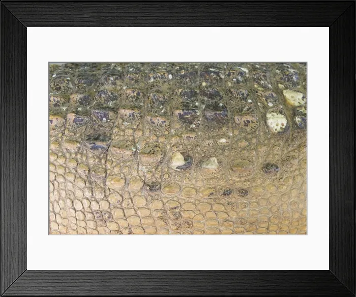 Framed Print : Crocodile skin texture. Shot in South Africa