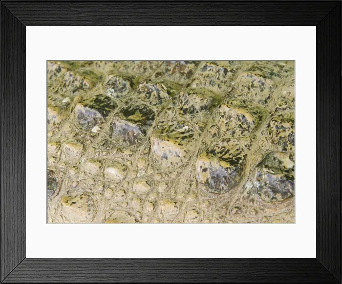 Framed Print : Crocodile skin texture Framed Print : Crocodile skin texture