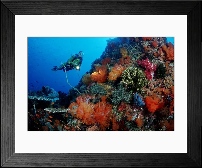 Framed Print : Scuba diver and coral reef Framed Print : Scuba diver and coral reef