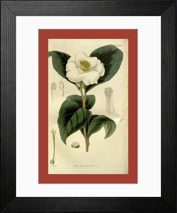 Framed Print : Botanical print by Sir William Jackson Hooker Framed Print : Botanical print by Sir William Jackson Hooker