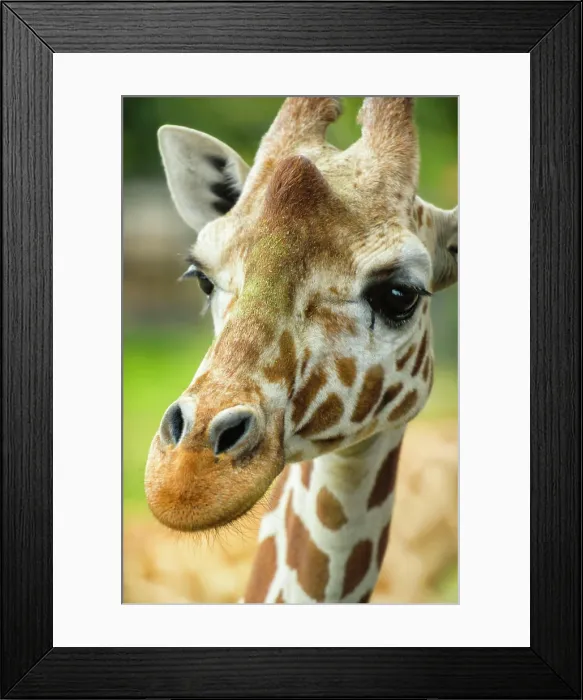 Framed Print : Close-up of a reticulated giraffe at the Jacksonville Zoo