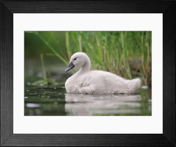 Framed Print : Hoeckerschwan Young Hoeckerschwan swimming on a lake
