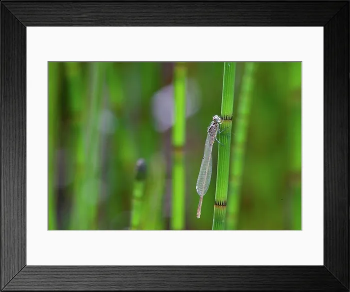 Framed Print : Horseshoe damselfly, freshly hatched male, Westerwald, Germany, Europe Framed Print : Horseshoe damselfly, freshly hatched male, Westerwald, Germany, Europe
