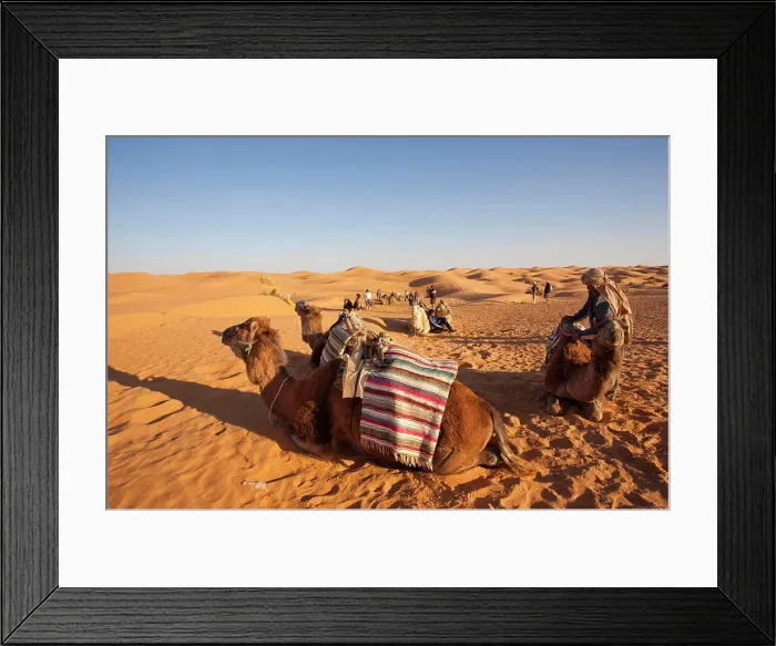 Framed Print : Tunisia, Ksour Area, Ksar Ghilane, Grand Erg Oriental Desert, camel caravan Framed Print : Tunisia, Ksour Area, Ksar Ghilane, Grand Erg Oriental Desert, camel caravan