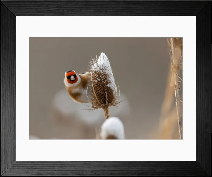 Framed Print : Stieglitz auf einer verschneiten Distel im Winterwunderland A Goldfinch perched on a snow-covered thistle during winter Framed Print : Stieglitz auf einer verschneiten Distel im Winterwunderland A Goldfinch perched on a snow-covered thistle during winter