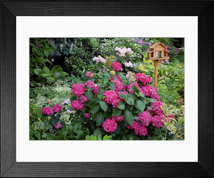 Framed Print : Hydrangea Ticino in bloom in a garden Framed Print : Hydrangea Ticino in bloom in a garden