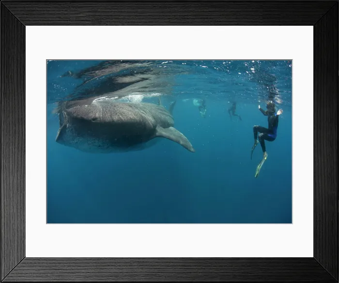 Framed Print : Free diver encountering a majestic whale in the deep blue sea