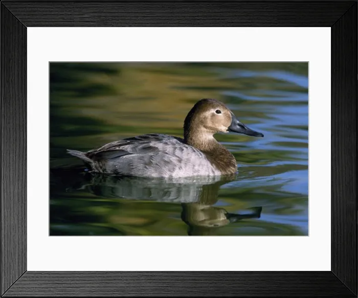 Framed Print : License this image at https: / / www Framed Print : License this image at https: / / www