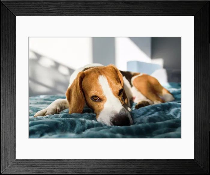 Framed Print : Beagle dog sleeping at bed in bright interior. Pet at home concept Framed Print : Beagle dog sleeping at bed in bright interior. Pet at home concept