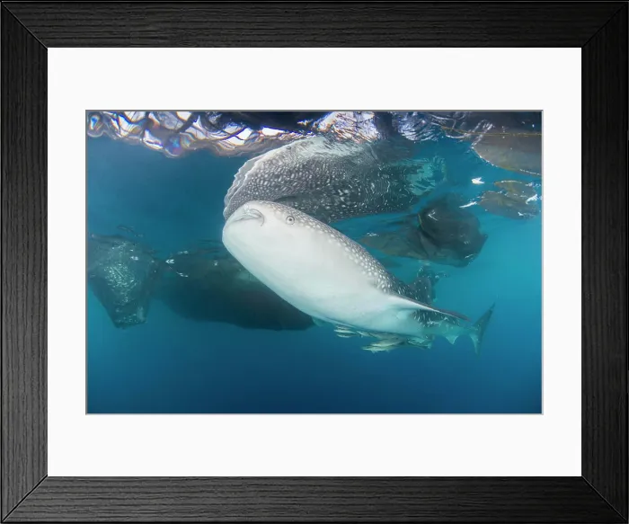 Framed Print : Large whale shark coming up to siphon water from fishing nets Framed Print : Large whale shark coming up to siphon water from fishing nets