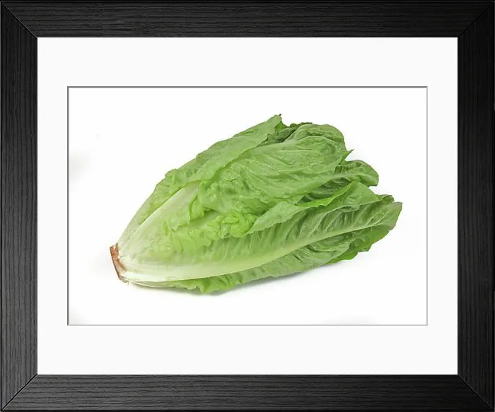 Framed Print : Romaine lettuce, cropped, studio shot Framed Print : Romaine lettuce, cropped, studio shot