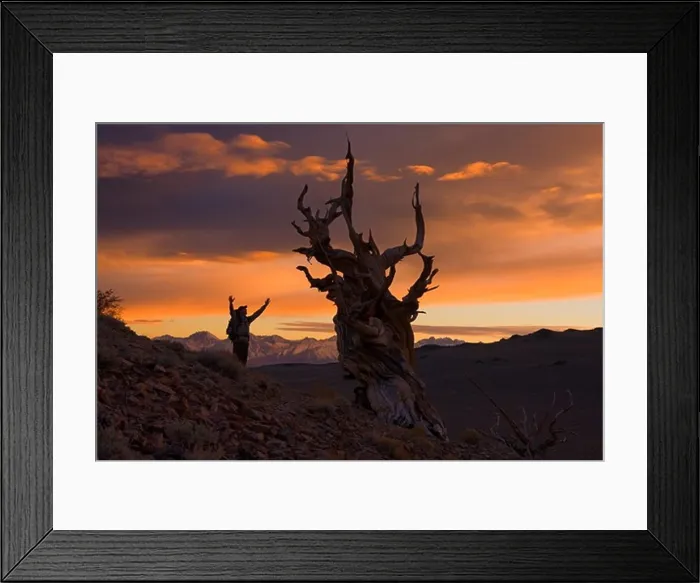 Framed Print : A silhouette of a hiker standing by a Bristlecone Pine tree at sunset near Bishop in California Framed Print : A silhouette of a hiker standing by a Bristlecone Pine tree at sunset near Bishop in California