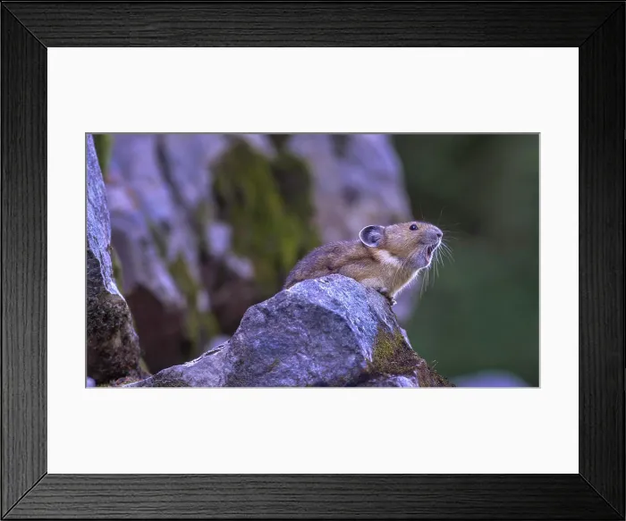 Framed Print : USA, Washington State. American Pika (Ochotona princeps) calling to proclaim territory or warn of predators at Mt Framed Print : USA, Washington State. American Pika (Ochotona princeps) calling to proclaim territory or warn of predators at Mt