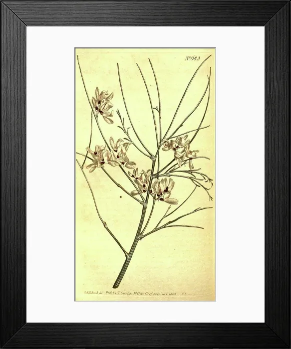 Framed Print : Botanical print by Sydenham Teast Edwards 1768 - 1819 Framed Print : Botanical print by Sydenham Teast Edwards 1768 - 1819