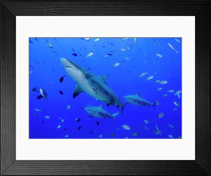 Framed Print : Fiji. Close-up of bull sharks
