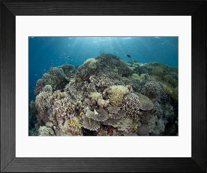 Framed Print : Coral reef habitat with various species of fish Framed Print : Coral reef habitat with various species of fish