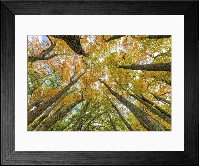 Framed Print : Fall color sassafras trees, Stephen A. Forbes State Park, Marion County, Illinois Framed Print : Fall color sassafras trees, Stephen A. Forbes State Park, Marion County, Illinois