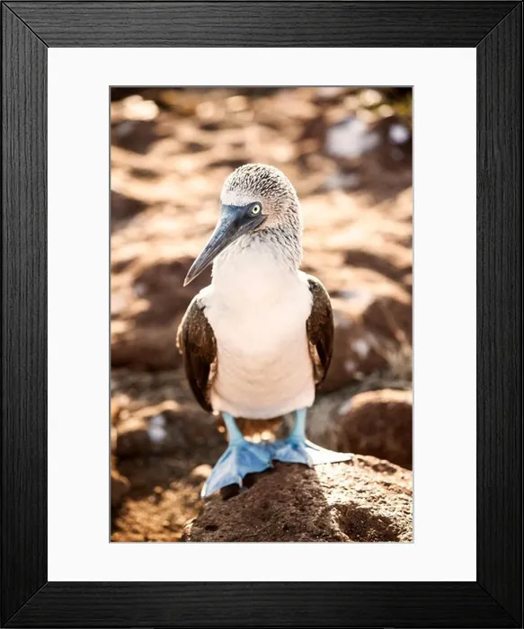 Framed Print : Ecuador, Galapagos Islands, Blue-footed Booby standing on rock Framed Print : Ecuador, Galapagos Islands, Blue-footed Booby standing on rock