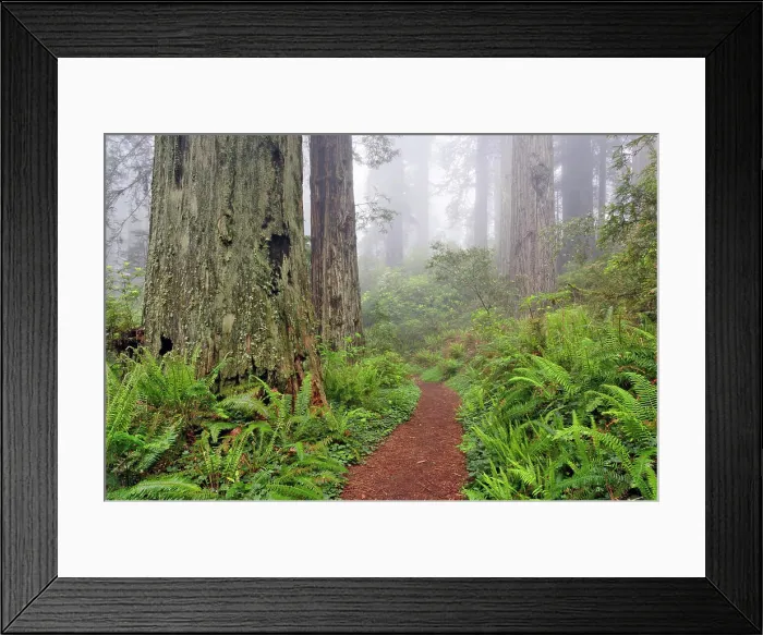 Framed Print : Footpath through Redwood trees and Pacific Rhododendron in fog, Redwood National Park, California, Damnation trail Framed Print : Footpath through Redwood trees and Pacific Rhododendron in fog, Redwood National Park, California, Damnation trail