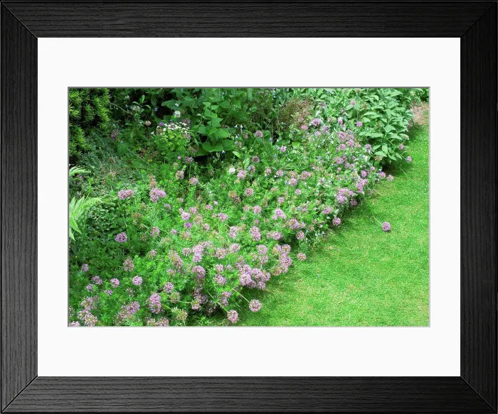 Framed Print : Phuopsis in bloom in a garden