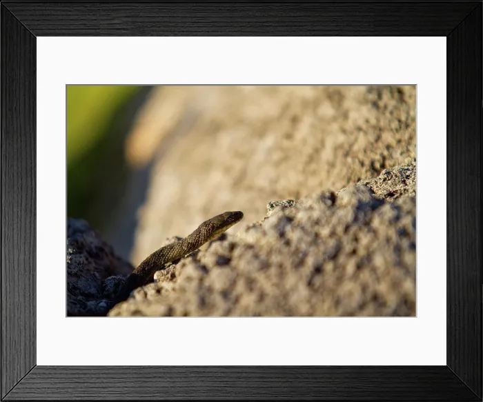 Framed Print : Dice snake in the NP of Skadar lake in Montenegro Framed Print : Dice snake in the NP of Skadar lake in Montenegro